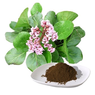 The extract of Bergenia (leaf and root)