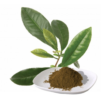 Экстракт Чай зеленый лист сухой и густой